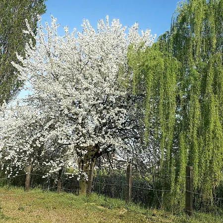Corte Ventaglio Campitello (Mantova)